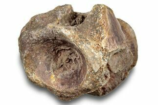 Fossil Synapsid (Stereophallodon) Vertebra - Texas #251368