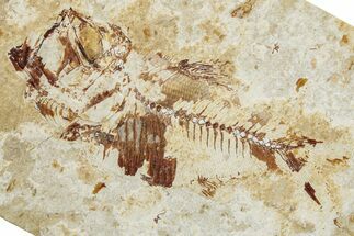 Cretaceous Fossil Fish (Armigatus) - Lebanon #251378