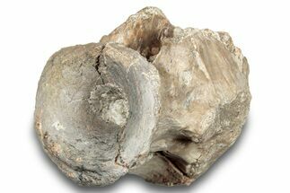 Fossil Synapsid (Dimetrodon) Vertebra w/ Bite Marks - Texas #251382