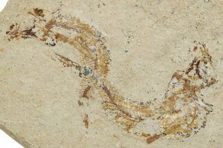 Two Cretaceous Fossil Fish - Lebanon #251383