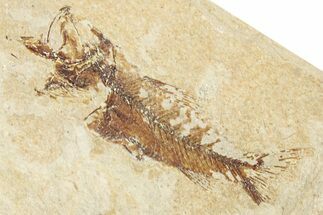 Cretaceous Fossil Fish - Lebanon #251384