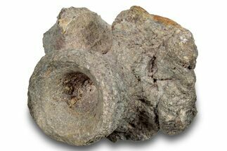 Fossil Synapsid (Dimetrodon) Vertebra - Texas #251391