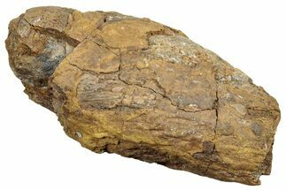 Fossil Synapsid/Amphibian Coprolite (Fossil Poop) - Texas #251412