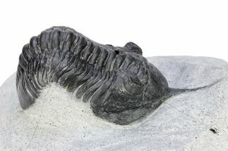 Morocconites Trilobite Fossil - Ofaten, Morocco #251432