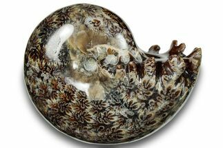 Polished Sutured Ammonite (Phylloceras?) Fossil - Madagascar #251490