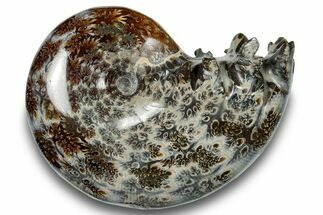 Polished Sutured Ammonite (Phylloceras?) Fossil - Madagascar #251498