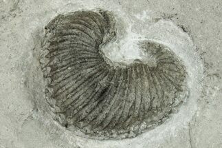 Cretaceous Heteromorph Ammonite (Scaphites) Fossil - France #251736