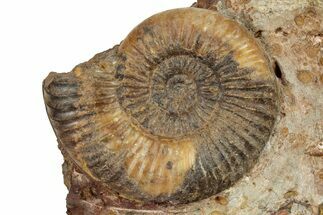 Jurassic Ammonite Fossil - France #251754