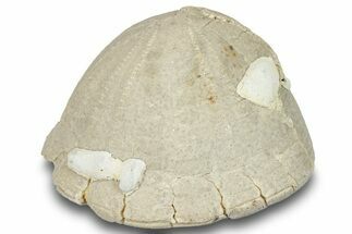 Cretaceous Echinoid (Echinocorys?) Fossil - England #251756