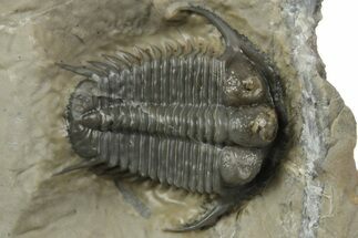 Beautiful Cyphaspides Pankowskiorum Trilobite - Jorf, Morocco #251766