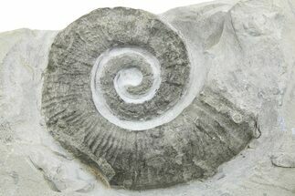 Cretaceous Ammonite (Crioceratites) Fossil - France #251707