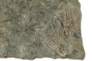 Two, Large, Crinoid (Cactocrinus) Fossils - Gilmore City, Iowa #251791