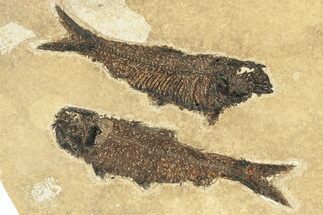 Multiple Fossil Fish (Knightia) Plate - Wyoming #251858