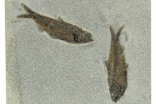 Two Large Knightia Fossil Fish - Bottom Cap Layer #251860