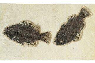 Plate of Two Fossil Fish (Cockerellites) - Wyoming #251862