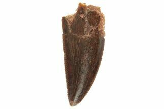 Serrated, Raptor Tooth - Real Dinosaur Tooth #251821