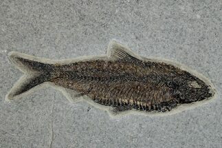 Constipated Fossil Fish (Knightia) - Coprolite in Intestine! #251867