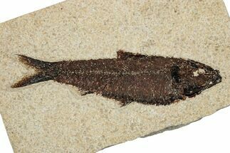 Detailed Fossil Fish (Knightia) - Wyoming #251872