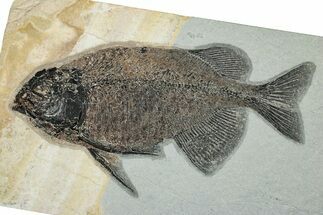 Impressive Fish Fossil (Phareodus) - Wyoming #251885
