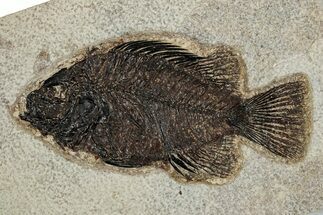 Elegant Fossil Fish (Cockerellites) - Wyoming #251920