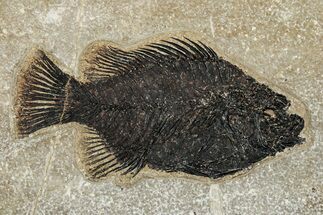 Elegant Fossil Fish (Cockerellites) - Wyoming #251925