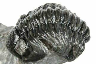 Phacopid (Adrisiops) Trilobite - Jbel Oudriss, Morocco #251628