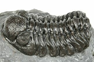 Phacopid (Adrisiops) Trilobite - Jbel Oudriss, Morocco #251654