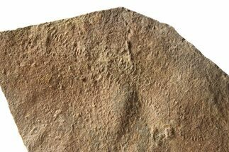 Cruziana (Fossil Trilobite Trackway) - Morocco #251957