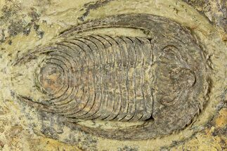 Early Cambrian Trilobite (Perrector) - Tazemmourt, Morocco #252086