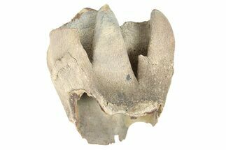 Fossil Woolly Rhino (Coelodonta) Tooth Crown - Siberia #252064