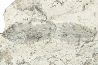 Plate of Ordovician Graptolite (Phyllograptus) Fossils - Utah #251539