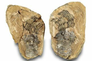 Fossil Calymene Trilobite In Nodule (Pos/Neg) - Morocco #251731