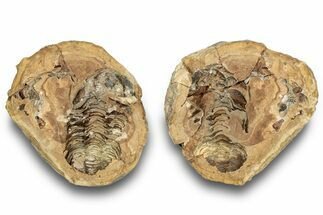 Fossil Calymene Trilobite In Nodule (Pos/Neg) - Morocco #251734