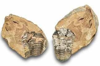 Fossil Calymene Trilobite In Nodule (Pos/Neg) - Morocco #251738
