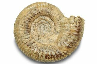 Jurassic Ammonite (Parkinsonia?) - England #252155