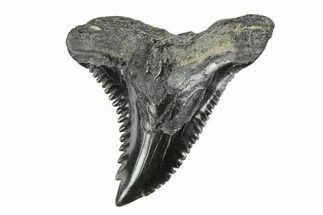 Snaggletooth Shark (Hemipristis) Tooth - South Carolina #251002