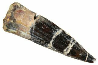 Spinosaurus Tooth - Dekkar Formation, Morocco #252278