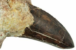 Carcharodontosaurus Tooth In Rock - Dekkar Formation, Morocco #252317