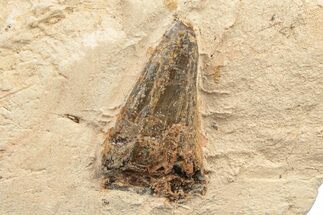 Polycotylid Plesiosaur Tooth - Asfla, Morocco #252345