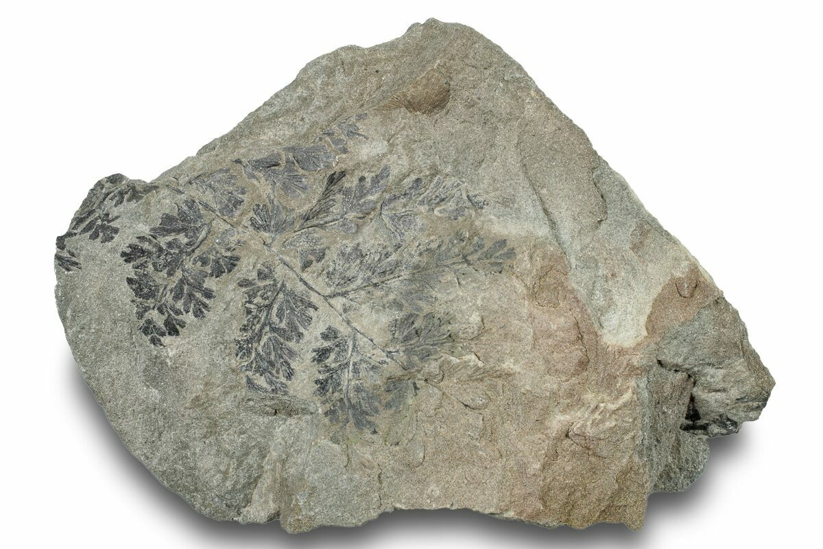 3.9" Pennsylvanian Fern (Sphenopteris) Plate Kentucky (252362) For