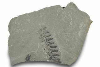 Pennsylvanian Fossil Fern (Neuropteris) Plate - Kentucky #252388