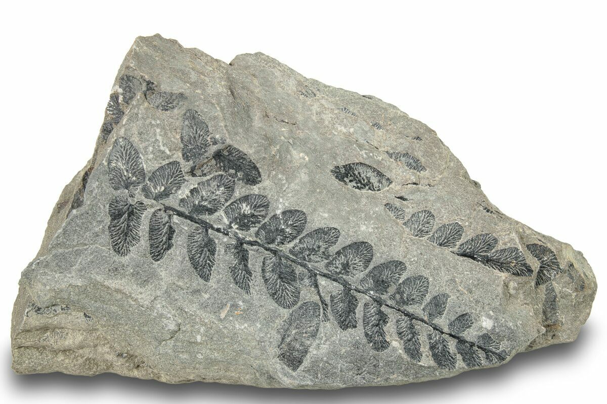 3.2" Pennsylvanian Fossil Fern (Neuropteris) Plate Kentucky (252389