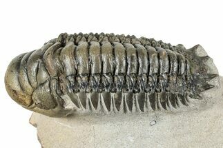 Detailed Crotalocephalina Trilobite - Exposed Hypostome #252413