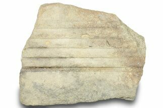 Pennsylvanian Horsetail (Calamites) Stem Plate - Kentucky #252422