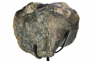 Dinosaur Vertebra Centrum on Metal Stand - Boulahfa, Morocco #252517