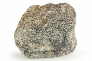 Dinosaur Bone Section - Boulahfa, Morocco #252590