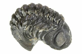 Long Curled Austerops Trilobite - Morocco #252774