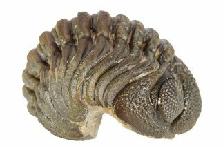 Long Curled Morocops Trilobite - Morocco #252783