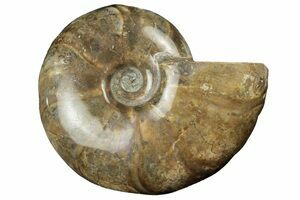 Large Ammonite Fossil In Septarian Nodule - Madagascar (#31830