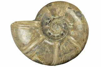 Polished Ammonite (Argonauticeras) Fossil - Madagascar #252767